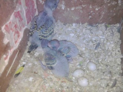 ניתן לראות שהתא גדול בהרבה מן הרגיל, אני ממש מרוצה שהם מגדלים בתא שכזה מכיוון שכך יש יותר מקום לבוקעים וכך הם לא מתים ...