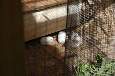 הארנבונים החדשים