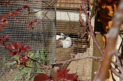 הארנבונים החדשים