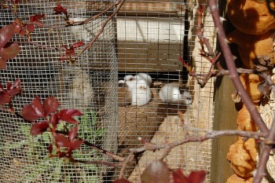 הארנבונים החדשים