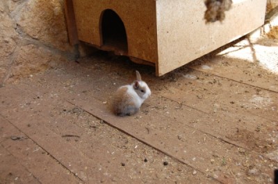 הארנבונים החדשים