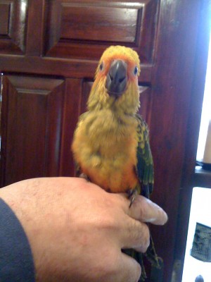 IMG_1343.jpg (156.61 KiB) נצפה 5204 פעמים כבר אוכלים כמו גדולים. פירות/ירקות, תערובת השריה ותערובת גרעינים.