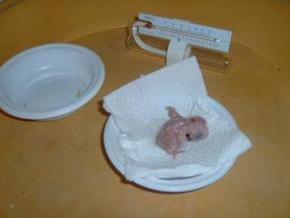 DSCF0007.JPG