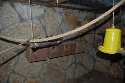 ארבע תיבות על הקיר הצפוני + אחת גבוהה יותר. בגלל שיש שם כרגע גוזלים, אני לא מפריע להם. כאשר הגוזלים יתבגרו, אני אוריד את הקופסה בגובה וגם "אהפוך" אותה לרוחב