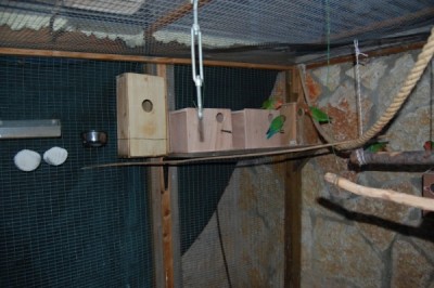 ארבע תיבות על מדף, בצד המערבי. בקופסה הרחוקה (שקרובה לקיר האבן) יש גוזלים שכבר פורחים. בעוד מס' שבועות אני אוציא אותה, אנקה אותה (לאחר שלושה סבבי גידול) וארכיב אותה על המדף בצורה נכונה, לרוחב.