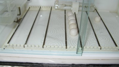 IMG_2257_1.jpg