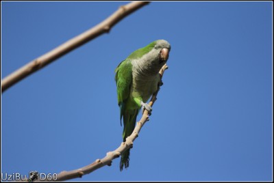 Monk-Parakeet1.JPG