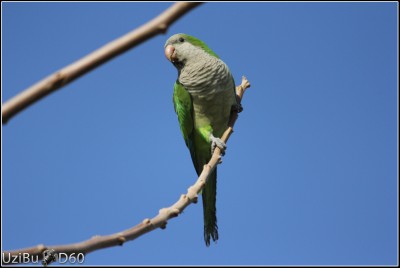 Monk-Parakeet2.jpg