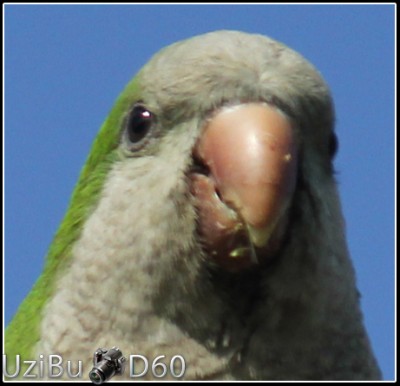 Monk-Parakeet3.jpg