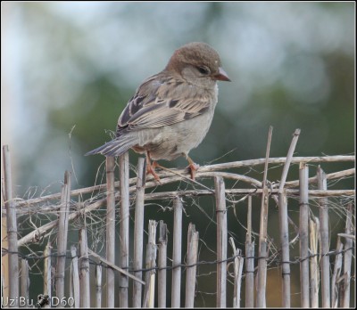 birds2.JPG