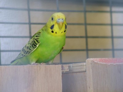 פינק התוכונית שנראה לי שהיא זכר אבל אני לא יודע עוד..