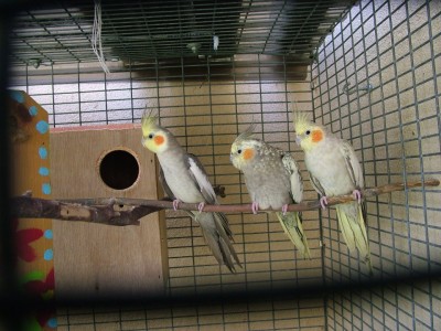 צילה גילה ופרננדז