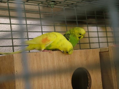 פינק ופלויד