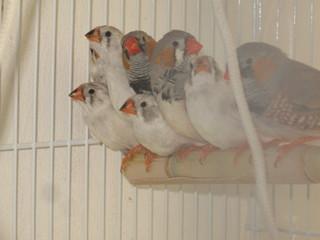 אלה למכירה הם כל הלבנים והשלישי בתמונה (האפור). היום יש יותר ב"ה .<br />יש גם יותר אפור בחזה. כולם בקעו אצלי.