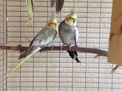 ההורים המאושרים.