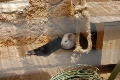 שני הגורים האחרונים שהצטרפו, אחד שחור ואחד לבן. אמם ז"ל נפטרה בתאונה...