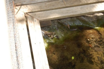 הצפרדע הזכר