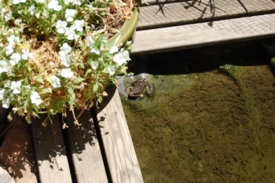 הצפרדע הנקבה