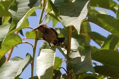 גוזל צופית ממתין לארוחה הבאה..