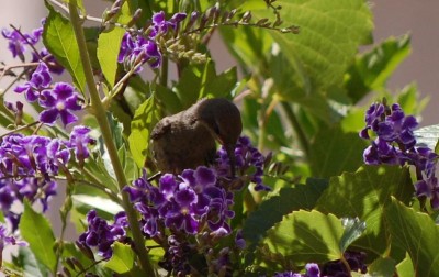 אמא צופית יונקת צוף בכדי להביא לגוזלים