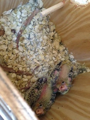 אז הנה הם היום!