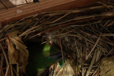 מתחבאים בתוך הקן