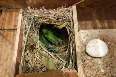 קצת יותר גלויים