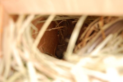 הזוג העירום (יש להגדיל בשביל לראות)