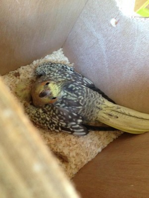 האמא והגוזל