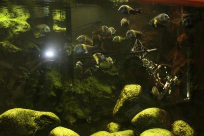 IMG_5867 (Small).JPG