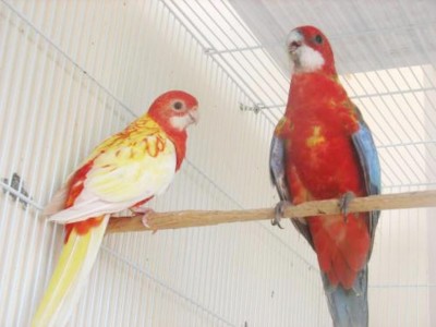 זוג רוזלות נקבה רובינו זכר אופליין נשא לוטינו וקינמון