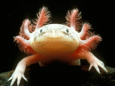 mexican-axolotl_780_600x450.jpg