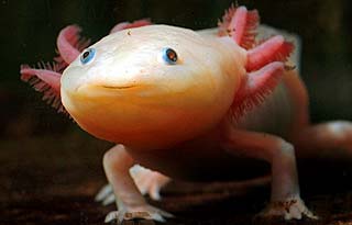Axolotl 2.jpg