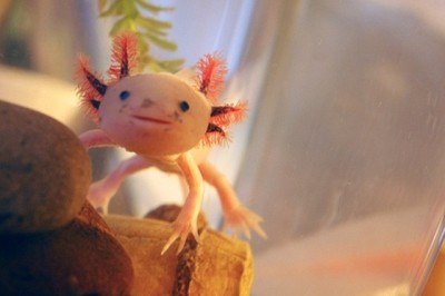 axolotl-3-best_thumb.jpg
