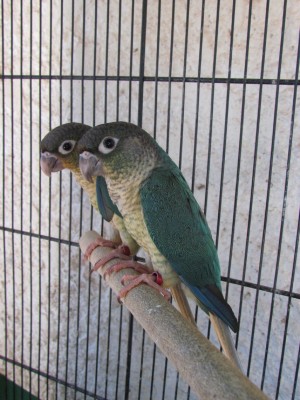 גרינצ'יק ילו סיידד-כחול, צעירים