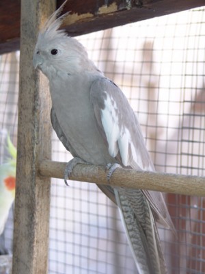 נקבה וויטפייס