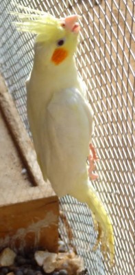 cockatiel climbing.JPG