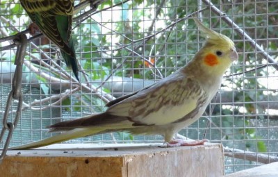 cockatiel (1).JPG