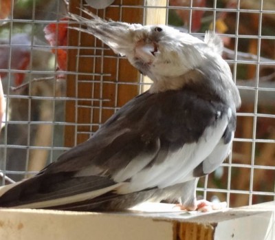 grey cockatiel.JPG