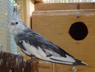 grey cockatiel side.JPG