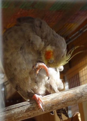 one foot cockatiel.JPG