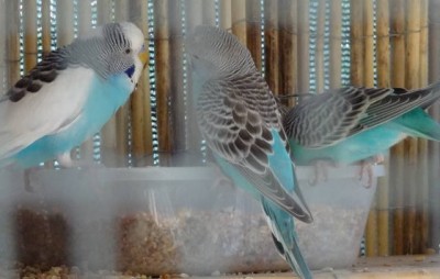 parakeets.JPG