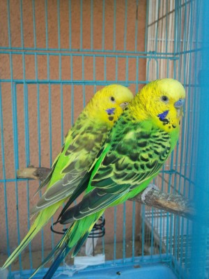 Photo020 (Large).jpg