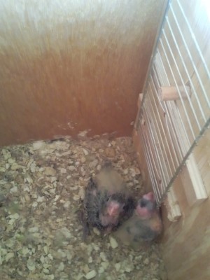 Photo036 (Large).jpg