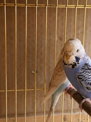 IMG_1299 (Large).JPG