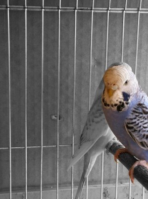 IMG_1300 (Large).JPG