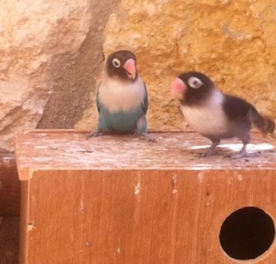 אחד שחור ואחד כחול