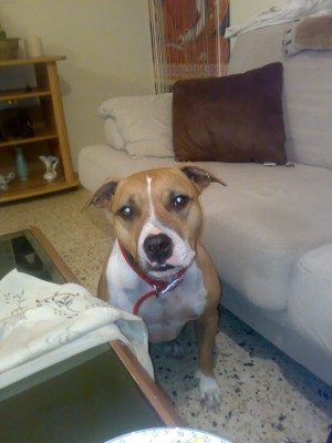 האמסטפית שלי , ונוס ...