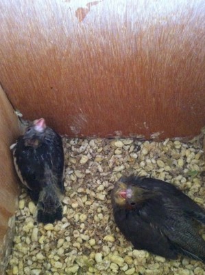 הגוזלים של הקוקטיילים