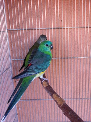 IMG_1339 (Medium).JPG